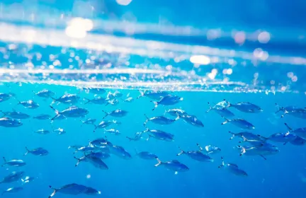 What Is Fish Gelatin and How Is It Made?